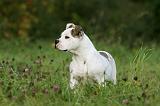 BOULEDOGUE AMERICAIN 369